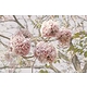 紅花風鈴木_筆畫效果_400.jpg